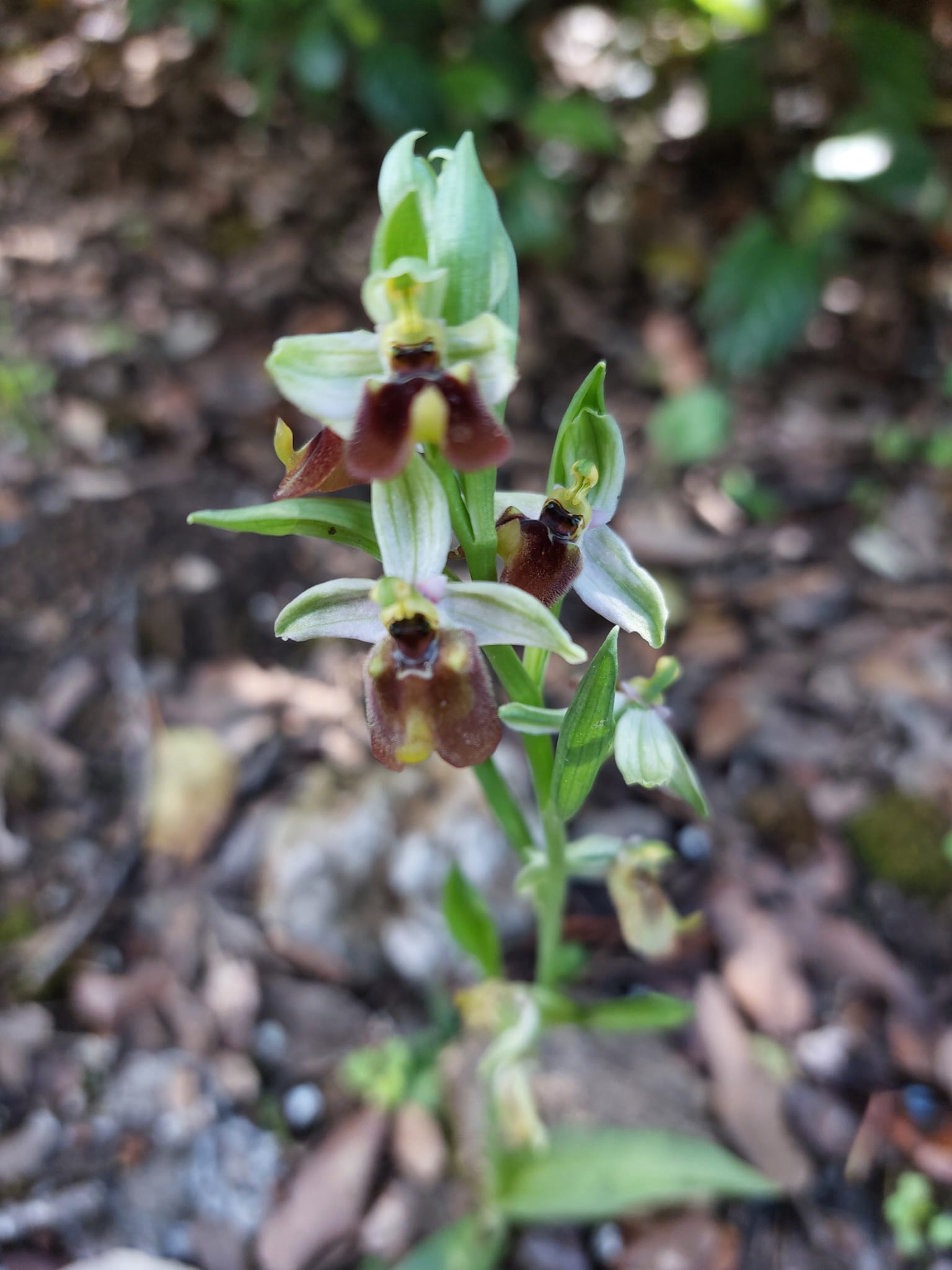 Ophrys del Parco della Favorita da determinare